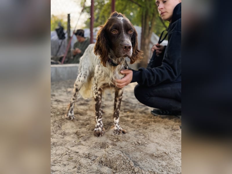 Rico - Hübscher Rüde sucht aktives Zuhause!