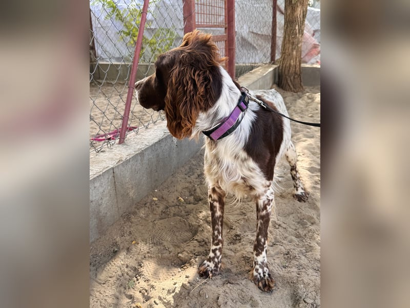 Rico - Hübscher Rüde sucht aktives Zuhause!