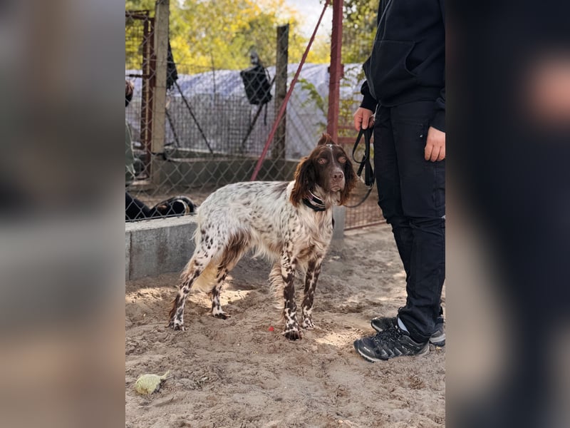Rico - Hübscher Rüde sucht aktives Zuhause!