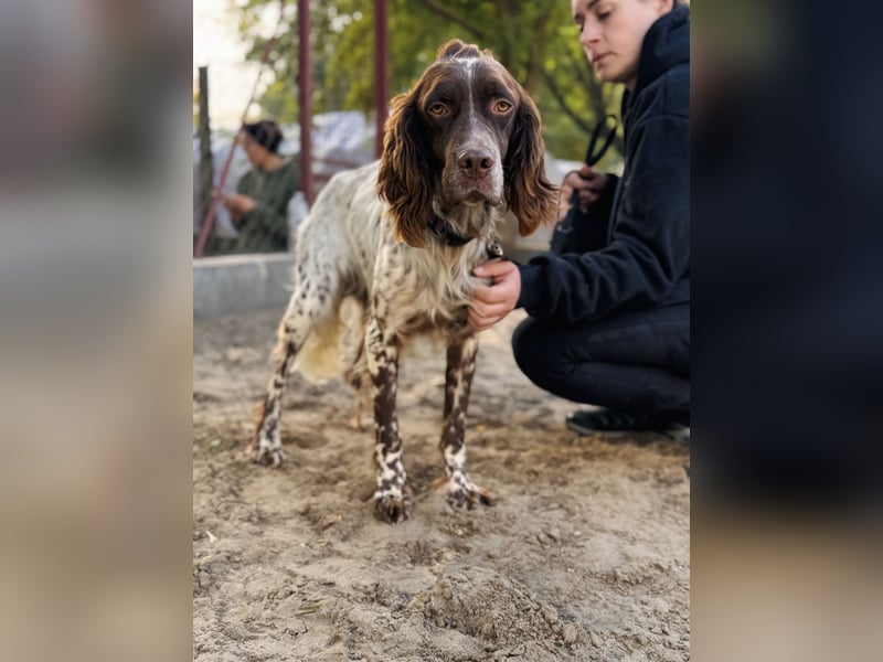 Rico - Hübscher Rüde sucht aktives Zuhause!