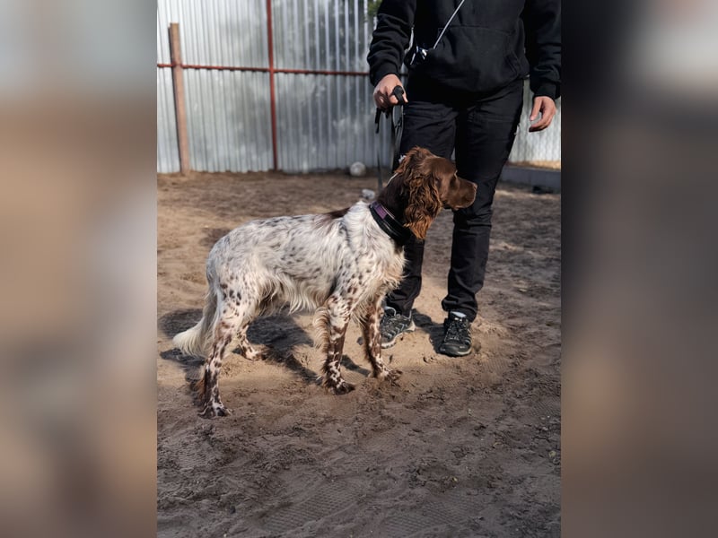 Rico - Hübscher Rüde sucht aktives Zuhause!