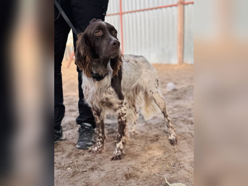 Rico - Hübscher Rüde sucht aktives Zuhause!