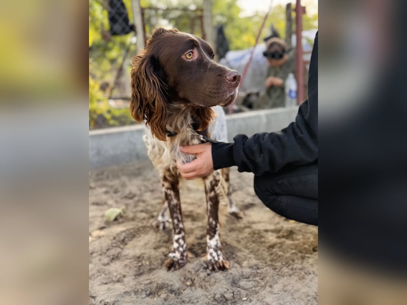 Rico - Hübscher Rüde sucht aktives Zuhause!