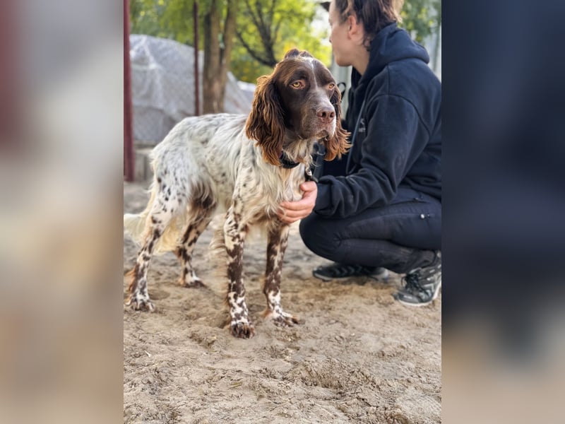 Rico - Hübscher Rüde sucht aktives Zuhause!