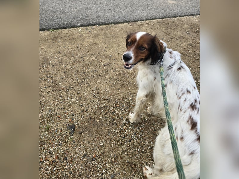 Brex: perfekt für Homeoffice und tolle Spaziergänge