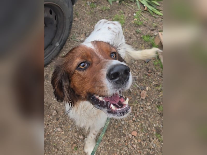 Brex: perfekt für Homeoffice und tolle Spaziergänge