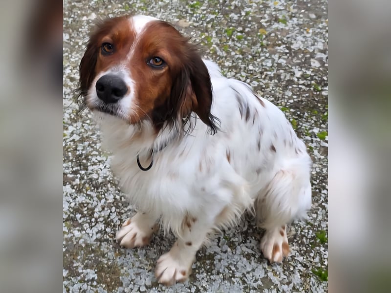 Brex: perfekt für Homeoffice und tolle Spaziergänge