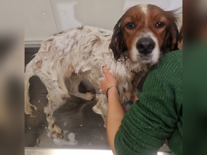 Brex: perfekt für Homeoffice und tolle Spaziergänge