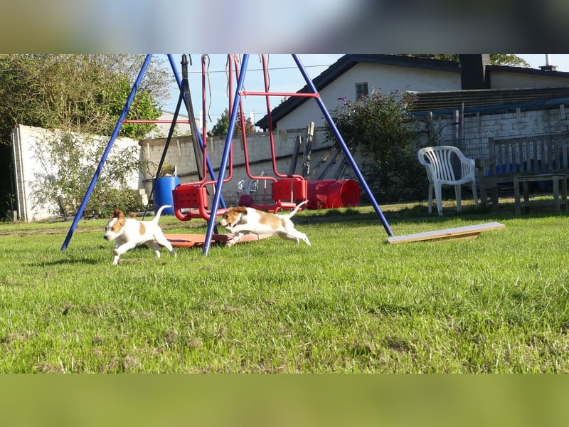 Reinrassige Irish Red and White Setter Welpen, geb. 29.07.2025
