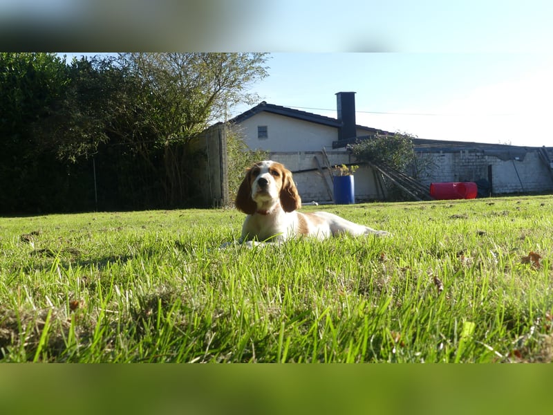 Reinrassige Irish Red and White Setter Welpen, geb. 29.07.2025