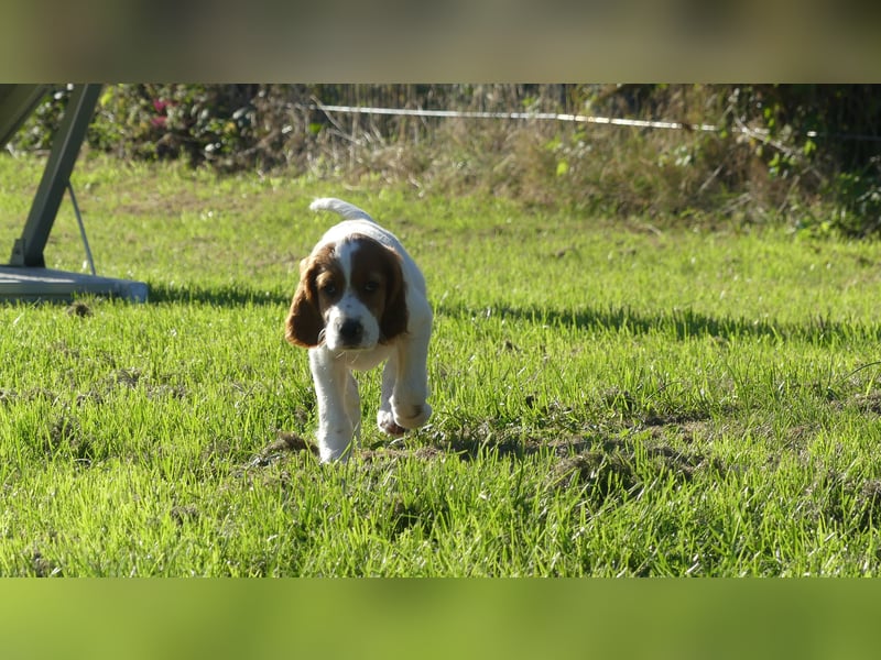 Reinrassige Irish Red and White Setter Welpen, geb. 29.07.2025