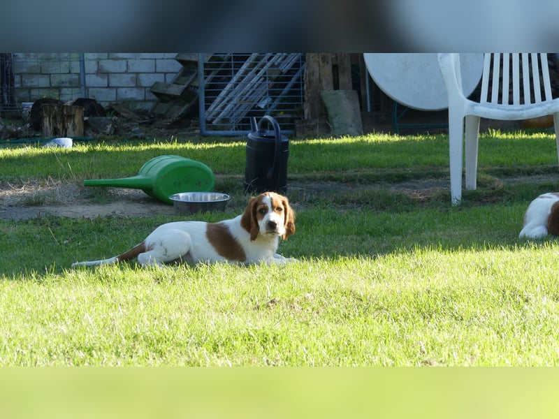 Reinrassige Irish Red and White Setter Welpen, geb. 29.07.2025