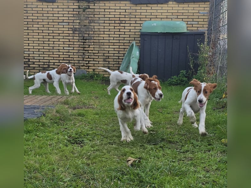 Reinrassige Irish Red and White Setter Welpen, geb. 29.07.2025