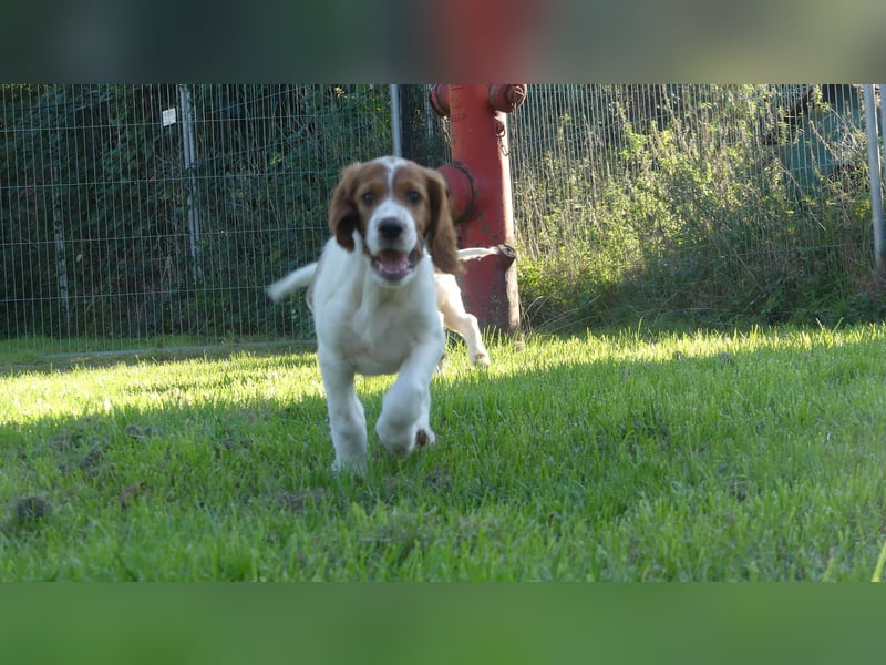 Reinrassige Irish Red and White Setter Welpen, geb. 29.07.2025