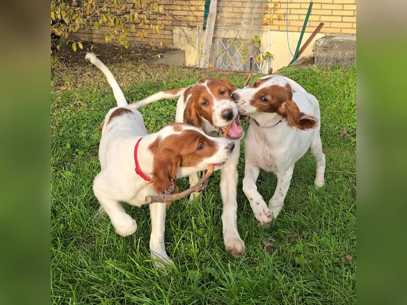 Reinrassige Irish Red and White Setter Welpen, geb. 29.07.2025