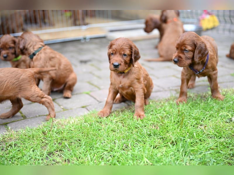 Irish Setter Liebhaber aufgepasst!