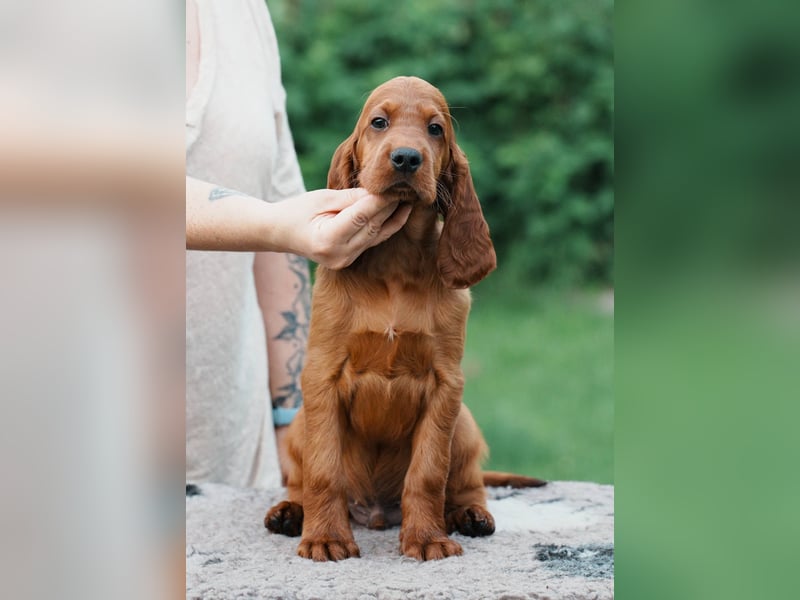 Irish Setter Liebhaber aufgepasst!