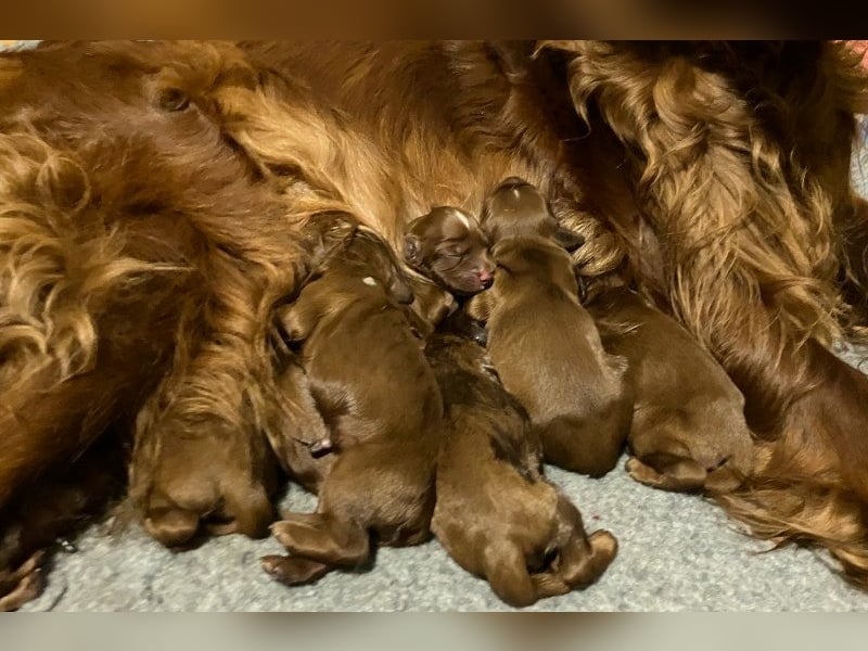 9 zuckersüße Irish Setter Welpen - Eyecatcher Y-Wurf - Jagd- und Familienhunde (VDH/FCI-Papiere)