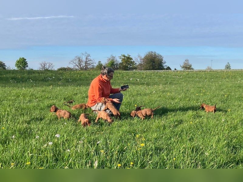 Noch 3 süße Eyecatcher X-Jungs - Irish Setter Welpen - Jagd- und Familienhunde (VDH-Papiere)