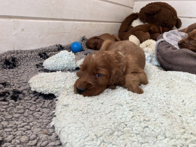 Noch 3 süße Eyecatcher X-Jungs - Irish Setter Welpen - Jagd- und Familienhunde (VDH-Papiere)