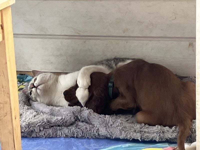 Noch 3 süße Eyecatcher X-Jungs - Irish Setter Welpen - Jagd- und Familienhunde (VDH-Papiere)