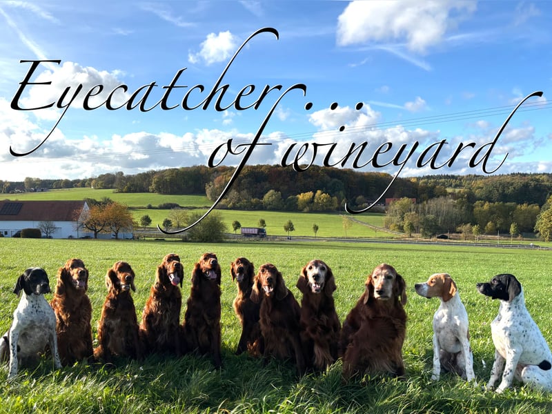 Eyecatcher Z-Wurf | 11 zuckersüße Irish Setter Welpen | Jagd- und Familienhunde | VDH/FCI-Papiere