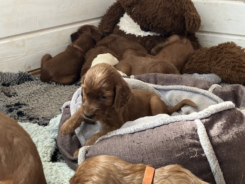 Noch 3 süße Eyecatcher X-Jungs - Irish Setter Welpen - Jagd- und Familienhunde (VDH-Papiere)