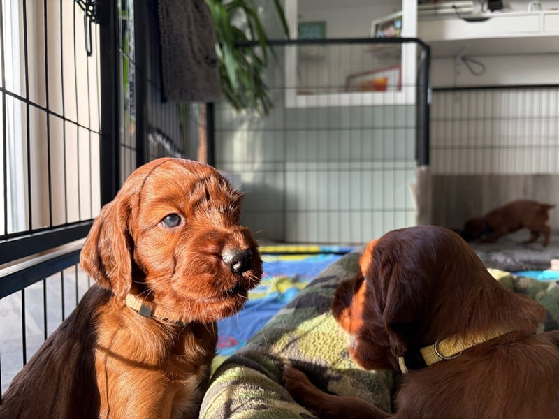 Eyecatcher Z-Wurf | 11 zuckersüße Irish Setter Welpen | Jagd- und Familienhunde | VDH/FCI-Papiere