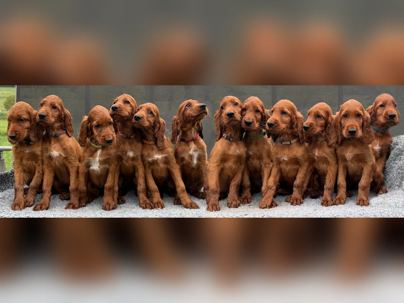 Noch 3 süße Eyecatcher X-Jungs - Irish Setter Welpen - Jagd- und Familienhunde (VDH-Papiere)