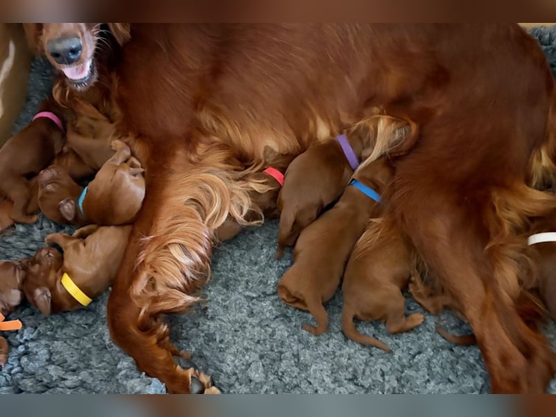 Eyecatcher Z-Wurf | 11 zuckersüße Irish Setter Welpen | Jagd- und Familienhunde | VDH/FCI-Papiere
