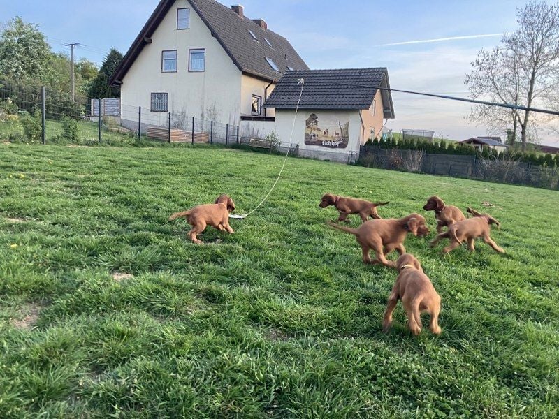 Noch 3 süße Eyecatcher X-Jungs - Irish Setter Welpen - Jagd- und Familienhunde (VDH-Papiere)