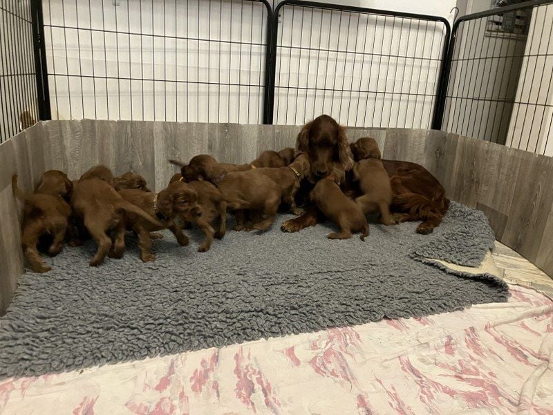 Noch 3 süße Eyecatcher X-Jungs - Irish Setter Welpen - Jagd- und Familienhunde (VDH-Papiere)