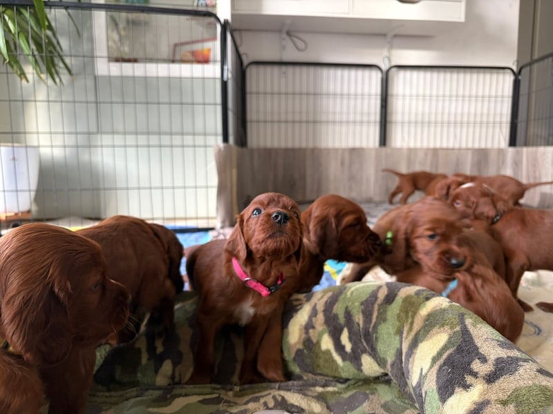 Eyecatcher Z-Wurf | 11 zuckersüße Irish Setter Welpen | Jagd- und Familienhunde | VDH/FCI-Papiere