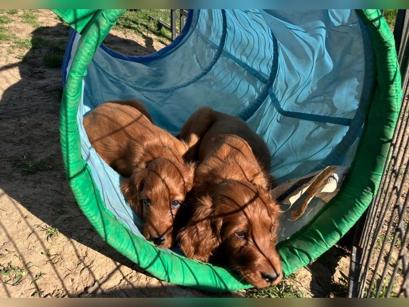 Noch 3 süße Eyecatcher X-Jungs - Irish Setter Welpen - Jagd- und Familienhunde (VDH-Papiere)