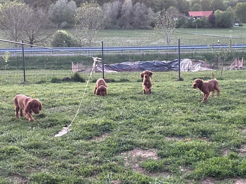 Noch 3 süße Eyecatcher X-Jungs - Irish Setter Welpen - Jagd- und Familienhunde (VDH-Papiere)
