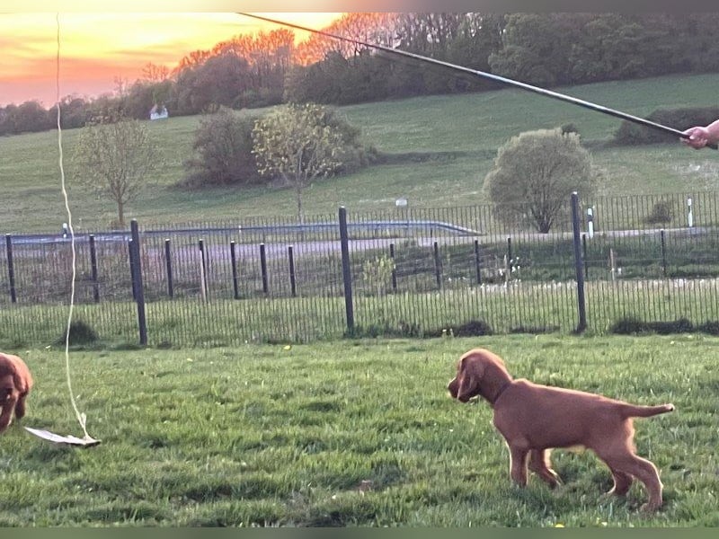 Noch 3 süße Eyecatcher X-Jungs - Irish Setter Welpen - Jagd- und Familienhunde (VDH-Papiere)