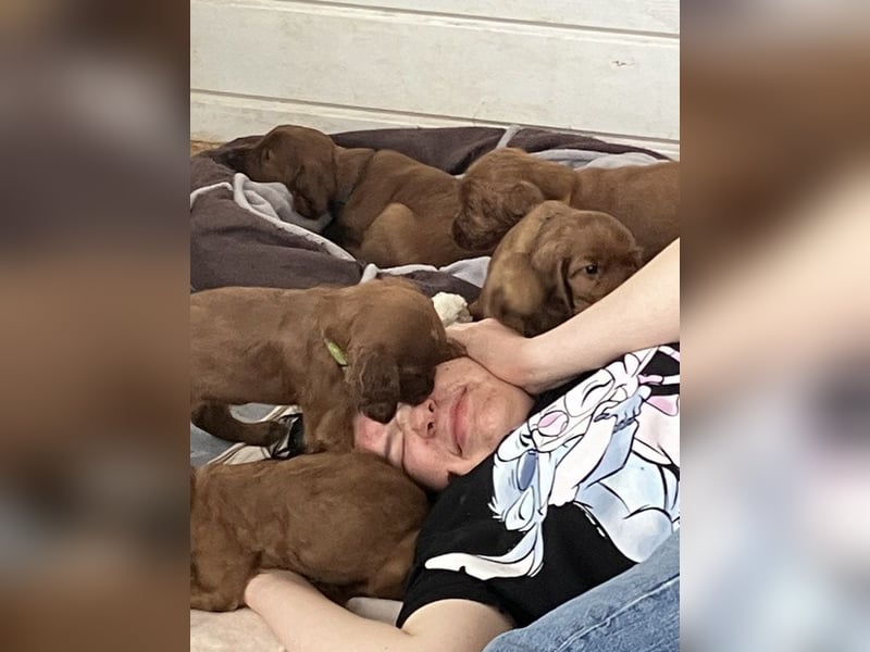 Noch 3 süße Eyecatcher X-Jungs - Irish Setter Welpen - Jagd- und Familienhunde (VDH-Papiere)