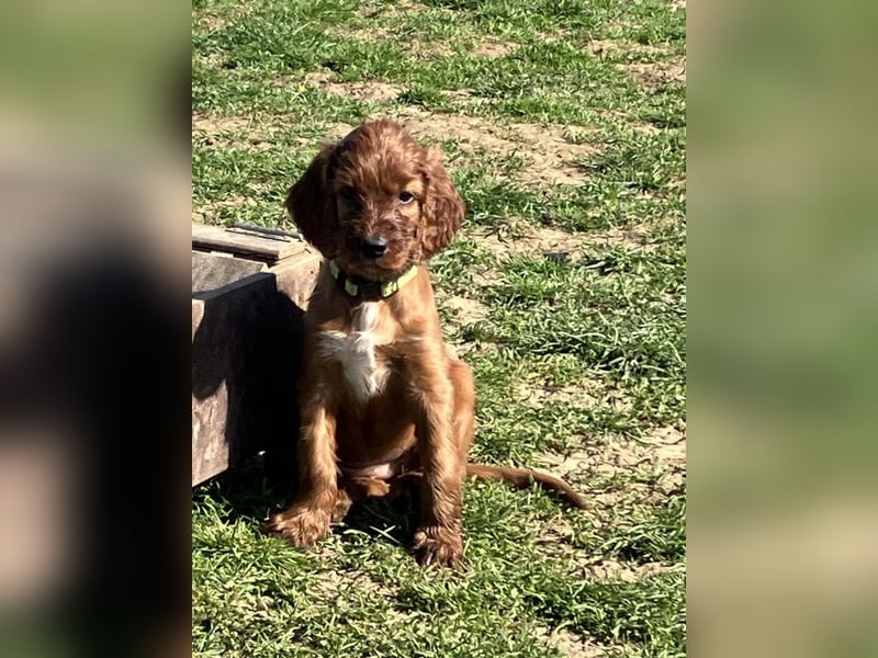 Noch 3 süße Eyecatcher X-Jungs - Irish Setter Welpen - Jagd- und Familienhunde (VDH-Papiere)