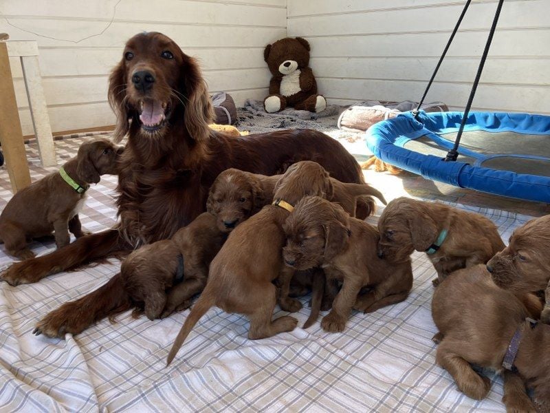 Noch 3 süße Eyecatcher X-Jungs - Irish Setter Welpen - Jagd- und Familienhunde (VDH-Papiere)