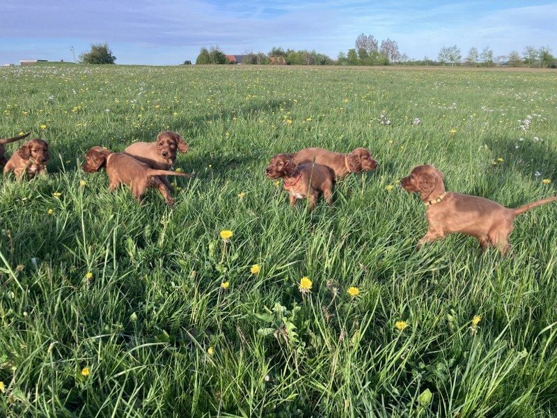 Noch 3 süße Eyecatcher X-Jungs - Irish Setter Welpen - Jagd- und Familienhunde (VDH-Papiere)