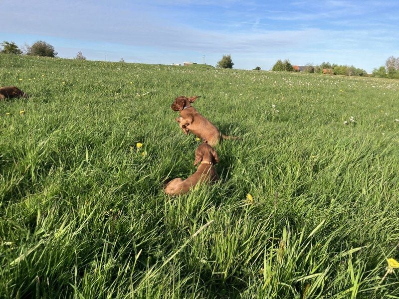 Noch 3 süße Eyecatcher X-Jungs - Irish Setter Welpen - Jagd- und Familienhunde (VDH-Papiere)