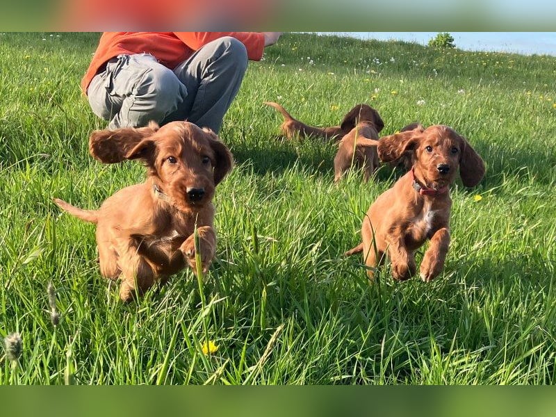 Noch 3 süße Eyecatcher X-Jungs - Irish Setter Welpen - Jagd- und Familienhunde (VDH-Papiere)