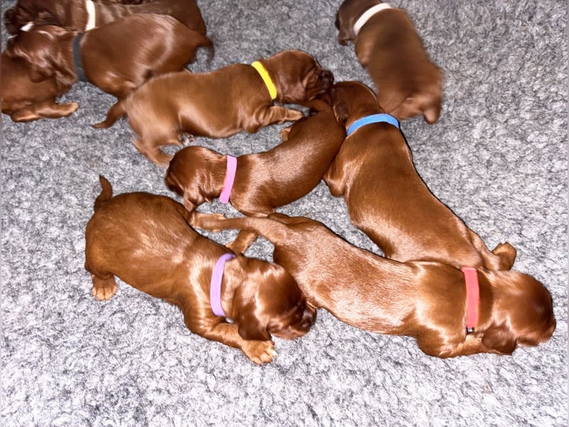 Eyecatcher Z-Wurf | 11 zuckersüße Irish Setter Welpen | Jagd- und Familienhunde | VDH/FCI-Papiere