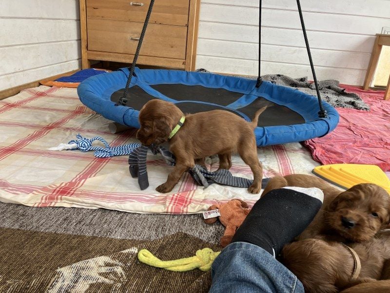 Noch 3 süße Eyecatcher X-Jungs - Irish Setter Welpen - Jagd- und Familienhunde (VDH-Papiere)