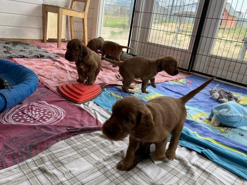 Noch 3 süße Eyecatcher X-Jungs - Irish Setter Welpen - Jagd- und Familienhunde (VDH-Papiere)