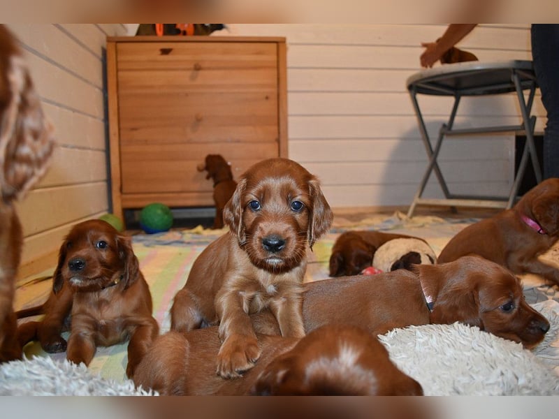 Eyecatcher Y-Wurf - Irish Setter Welpen in freudiger Erwartung (Anfang Juli) Jagd- und Familienhund