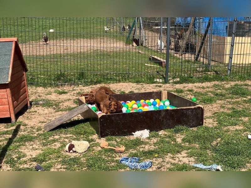 Noch 3 süße Eyecatcher X-Jungs - Irish Setter Welpen - Jagd- und Familienhunde (VDH-Papiere)