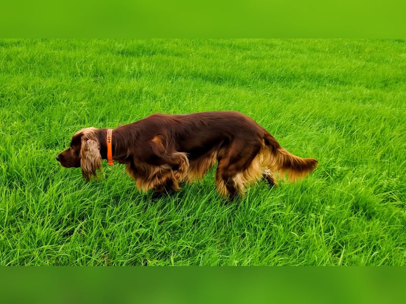 Irish Red Setter Rüde, 3 Jahre, geprüfter Jagdhund