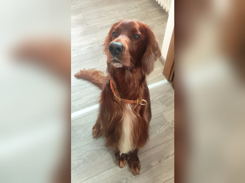 Irish Red Setter Rüde, 3 Jahre, geprüfter Jagdhund