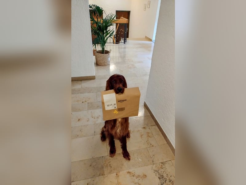 Irish Red Setter Rüde „Hunter“ – 3 Jahre, voll ausgebildeter Jagd- und Zuchthund (CAC-res, V1)